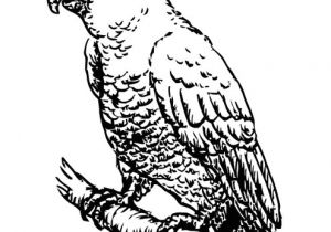 Coloriage Cacatoes Coloriage Cacato¨s Img