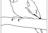 Coloriage Cacatoes Coloriage Cacatoes – Fashionzenfo