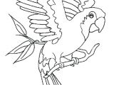 Coloriage Cacatoes Coloriage De Oiseau Dessin Le Cacatoes A Colorier Imprimer