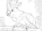 Coloriage Cacatoes Imprimer Coloriage Cacato¨s   Huppe Jaune