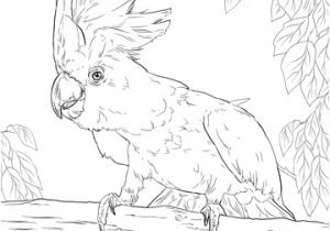 Coloriage Cacatoes Imprimer Coloriage Cacato¨s   Huppe Jaune