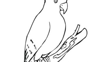 Coloriage Cacatoes Imprimer Coloriage Cacato¨s Perché Sur Une Branche