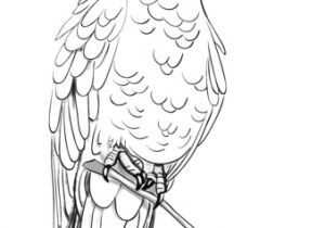 Coloriage Cacatoes Imprimer Coloriage Cacato¨s Rosalbin Perché