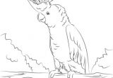 Coloriage Cacatoes Imprimer Coloriage Cacato¨s soufré