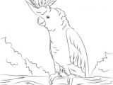 Coloriage Cacatoes Imprimer Coloriage Cacato¨s soufré