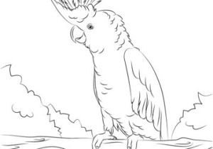 Coloriage Cacatoes Imprimer Coloriage Cacato¨s soufré