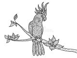 Coloriage Cacatoes Livre De Coloriage De Perroquet De Cacato¨s Pour Le Vecteur D