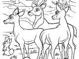 Coloriage Cerf Biche Faon 19 Dessins De Coloriage Cerf Et Biche   Imprimer