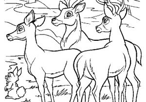 Coloriage Cerf Biche Faon 19 Dessins De Coloriage Cerf Et Biche   Imprimer