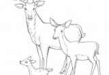 Coloriage Cerf Biche Faon Coloriage Cerfs Biches Et Faons Sur Hugolescargot