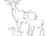 Coloriage Cerf Biche Faon Coloriage Cerfs Biches Et Faons Sur Hugolescargot