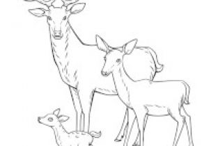 Coloriage Cerf Biche Faon Coloriage Cerfs Biches Et Faons Sur Hugolescargot