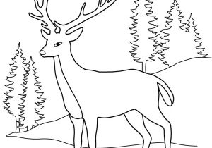 Coloriage Cerf Biche Faon Dessin  Colorier Cerf Biche Faon