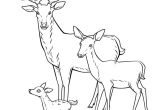 Coloriage Cerf Biche Faon Dessin   Colorier Cerf Biche Et Faon En Famille Hugolescargot