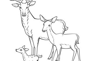 Coloriage Cerf Biche Faon Dessin   Colorier Cerf Biche Et Faon En Famille Hugolescargot