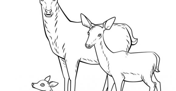 Coloriage Cerf Biche Faon Dessin   Colorier Cerf Biche Et Faon En Famille Hugolescargot