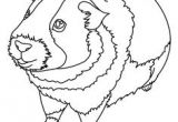 Coloriage Chameau à Imprimer Gratuit 49 Best Coloriages Animaux Domestiques Images On Pinterest