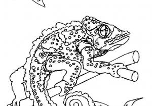 Coloriage Chameau à Imprimer Gratuit Coloriage Lézard Imprimer Gratuitement Coloriage Chameau à Imprimer Gratuit Coloriage Lézard Imprimer Gratuitement