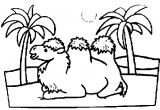 Coloriage Chameau Desert Coloriage A Imprimer Chameau Du Desert Gratuit Et Colorier
