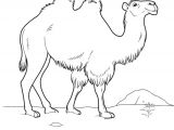 Coloriage Chameau Dromadaire Chameau 15 Animaux – Coloriages   Imprimer