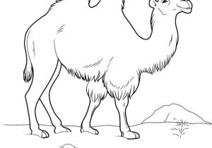 Coloriage Chameau Dromadaire Chameau 15 Animaux – Coloriages   Imprimer