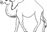 Coloriage Chameau Dromadaire Dessin De Dromadaire Coloriage Chameau A Imprimer Gratuit Dessin De