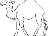 Coloriage Chameau Dromadaire Dessin De Dromadaire Coloriage Chameau A Imprimer Gratuit Dessin De