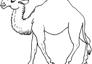 Coloriage Chameau Dromadaire Dessin De Dromadaire Coloriage Chameau A Imprimer Gratuit Dessin De