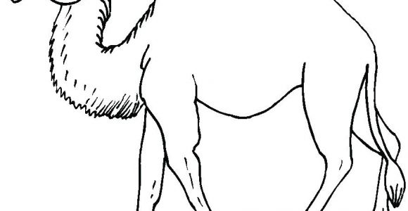 Coloriage Chameau Dromadaire Dessin De Dromadaire Coloriage Chameau A Imprimer Gratuit Dessin De