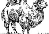 Coloriage Chameau En Ligne Coloriage Chameaux En Ligne Gratuit   Imprimer