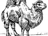Coloriage Chameau En Ligne Coloriage Chameaux En Ligne Gratuit   Imprimer