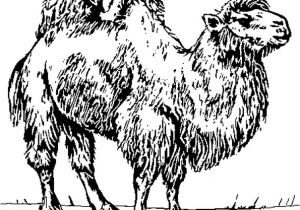 Coloriage Chameau En Ligne Coloriage Chameaux En Ligne Gratuit   Imprimer