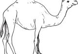 Coloriage Chameau Gratuit Dromadaire Canopé Académie De Dijon