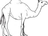 Coloriage Chameau Gratuit Dromadaire Canopé Académie De Dijon