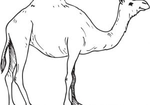 Coloriage Chameau Gratuit Dromadaire Canopé Académie De Dijon
