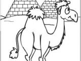 Coloriage Chameau Gratuit Fun Camel Coloring Pages