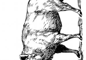 Coloriage Chasse Sanglier Coloriage Sanglier   Imprimer Gratuitement