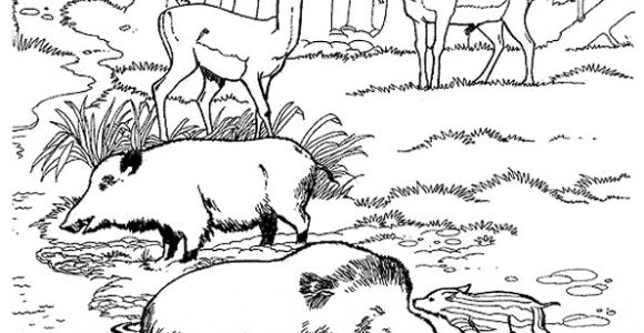 Coloriage Chasse Sanglier Coloriage Zoo Sanglier Sur Hugolescargot