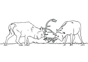 Coloriage Chasseur Sanglier Cerf Coloriage Chasseur Sanglier – Fashionzenfo