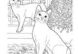 Coloriage Chat Dans Un Panier 228 Meilleures Images Du Tableau Coloriage Chat