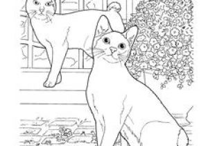 Coloriage Chat Dans Un Panier 228 Meilleures Images Du Tableau Coloriage Chat