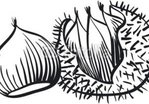 Coloriage Chataigne 20 Dessins De Coloriage Chataigne   Imprimer