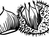 Coloriage Chataigne Coloriage Chataigne   Imprimer Sur Coloriages Fo