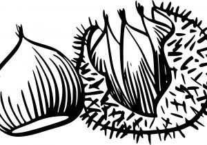 Coloriage Chataigne Coloriage Chataigne   Imprimer Sur Coloriages Fo