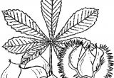 Coloriage Chataigne Coloriage Ch¢taigne En Ligne Gratuit   Imprimer