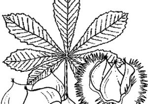 Coloriage Chataigne Coloriage Ch¢taigne En Ligne Gratuit   Imprimer