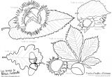 Coloriage Chataigne Dessin A Colorier Chataigne Dernier Portrait Dessins De Coloriage