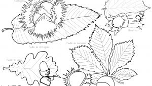 Coloriage Chataigne Dessin A Colorier Chataigne Dernier Portrait Dessins De Coloriage