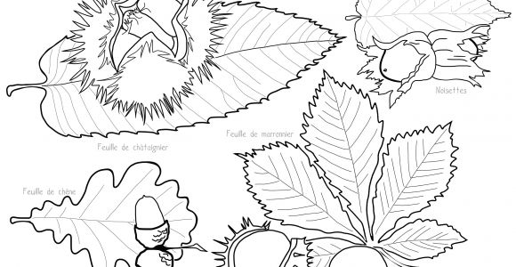 Coloriage Chataigne Dessin A Colorier Chataigne Dernier Portrait Dessins De Coloriage