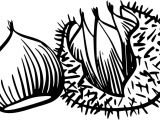 Coloriage Chataigne Imprimable Coloriage Chataigne   Imprimer Sur Coloriages Fo